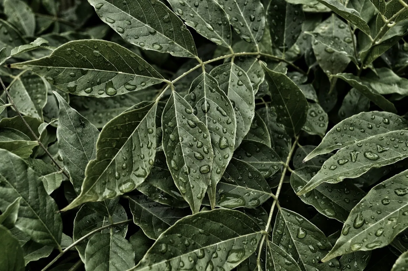 Green plant leaves covered in water droplets