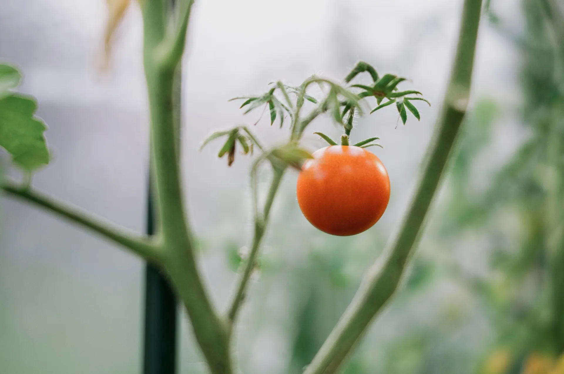 Ripening tomato on the vine in a greenhouse