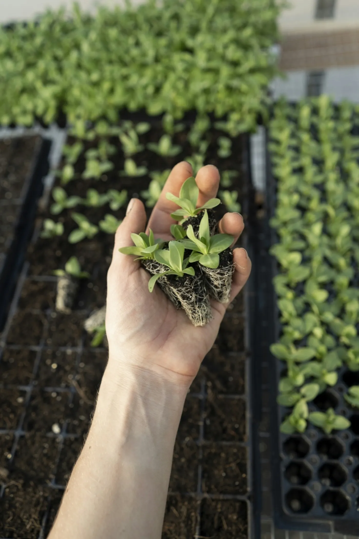 Hand holding young seedlings with their roots above nursery trays
