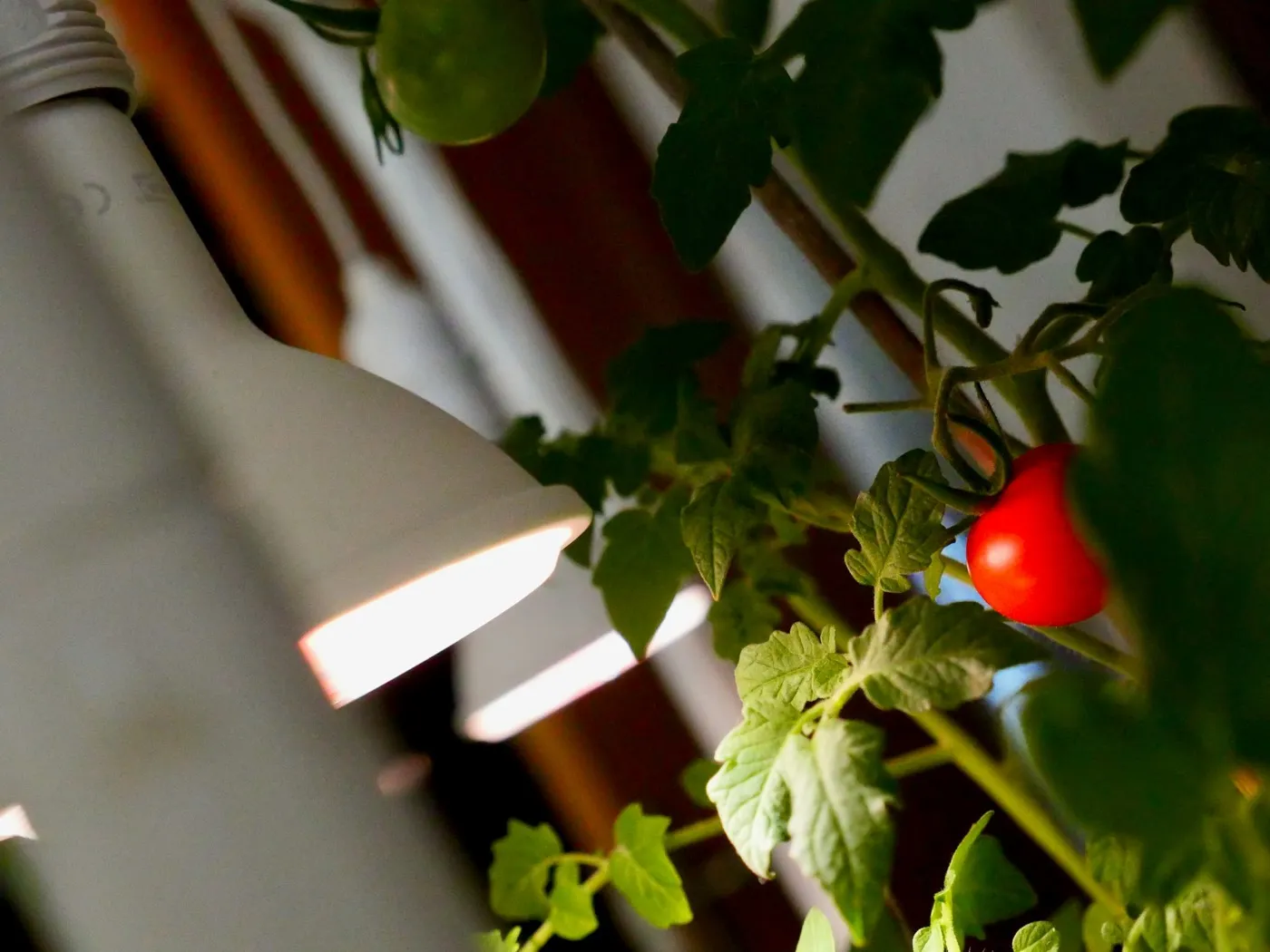 Cherry tomato plant growing indoors under an LED grow light